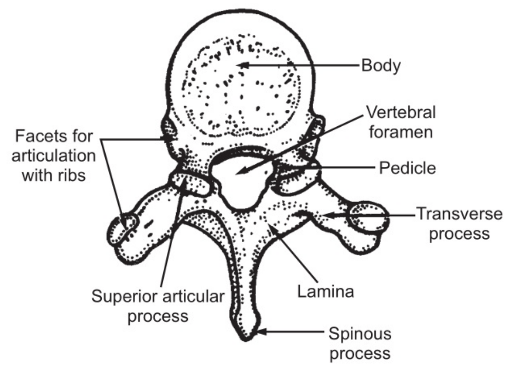 A Typical (Lumbar) Vertebra