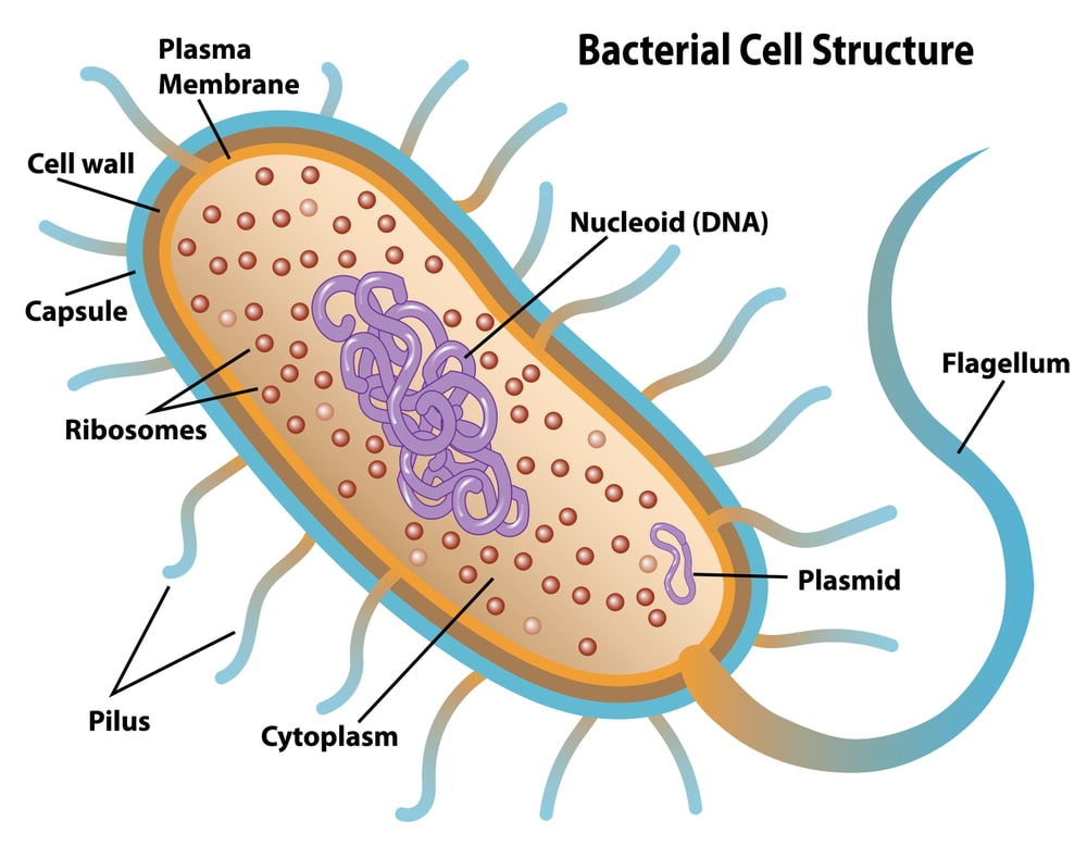 Ultra Structure of Bacteria