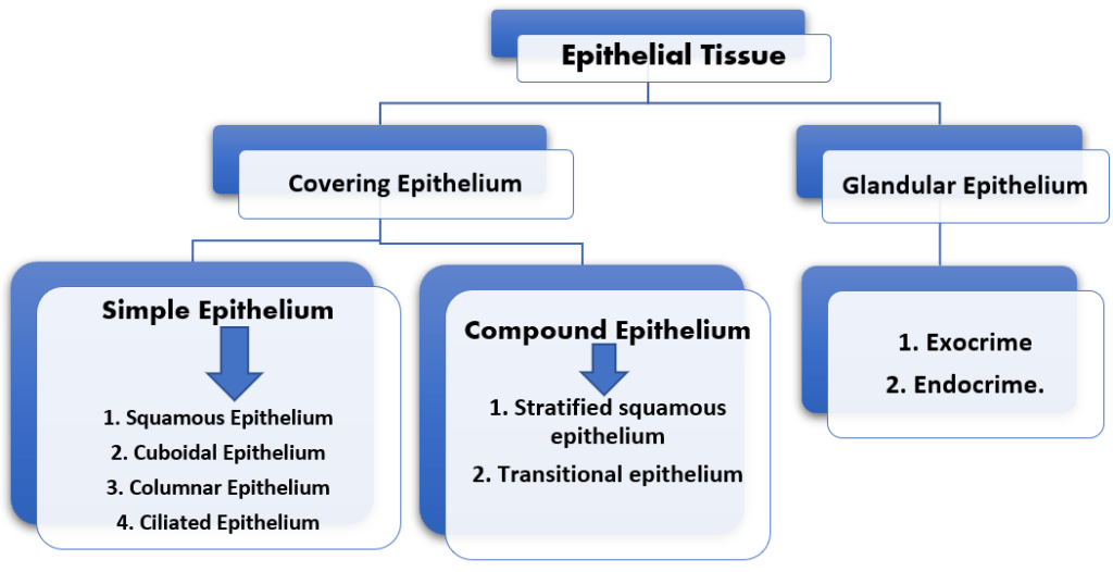 Classification of Epithelial Tissue