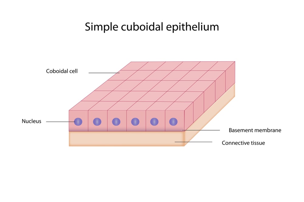 Cuboidal epithelium