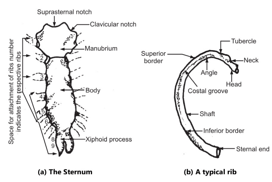 The sternum