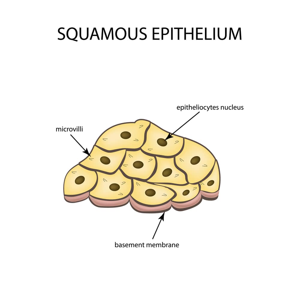 Squamous Epithelium