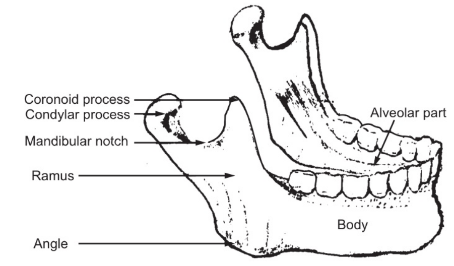 The Mandible (Lateral View)