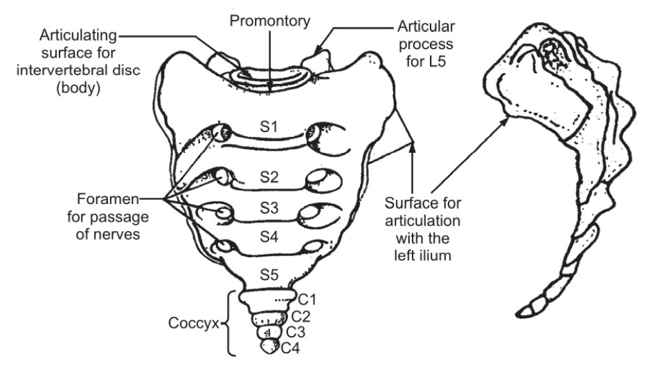 The Sacrum and Coccyx
