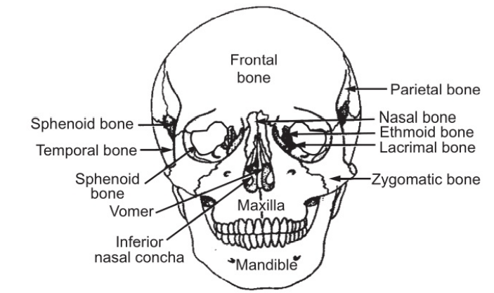 The bone of the skull (Anterior View)