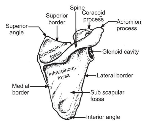 The scapula (posterior View)