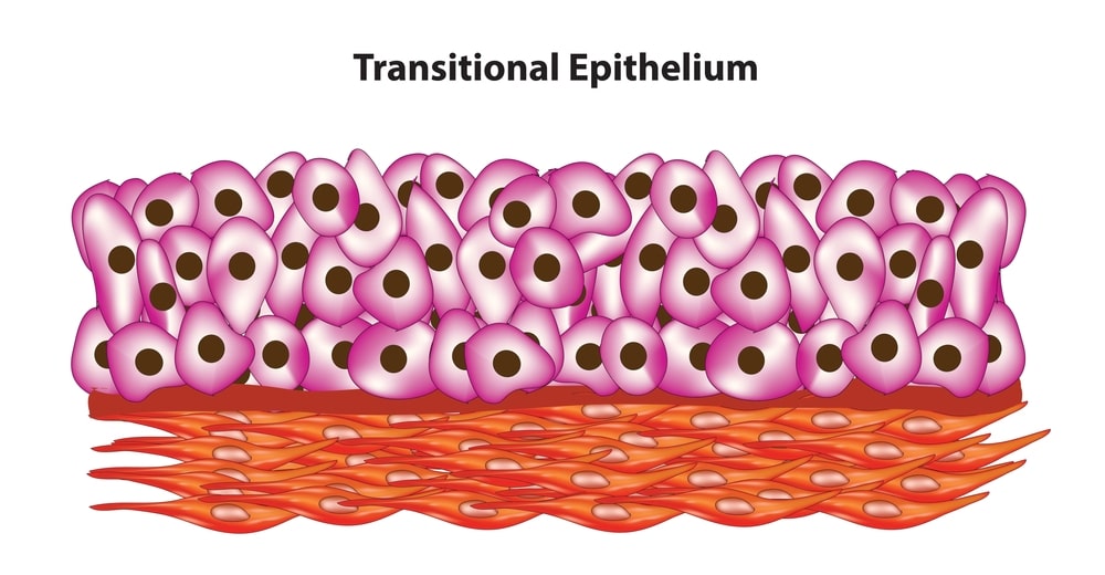 Transitional epithelium