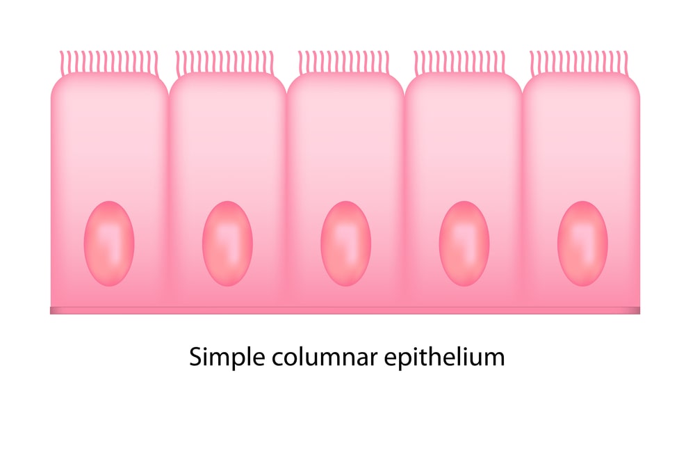 Columnar epithelium