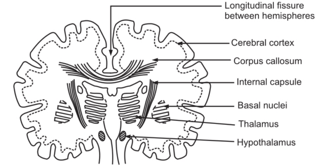  A Section of the Cerebrum showing Some Connecting Nerve Fibres