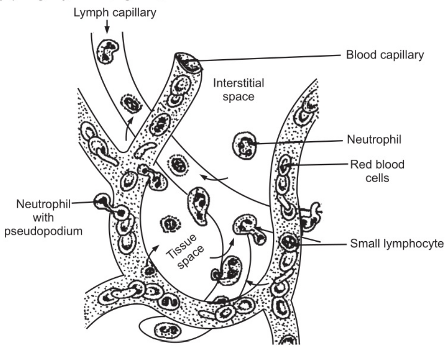 Amoeboid Movement of Leucocytes