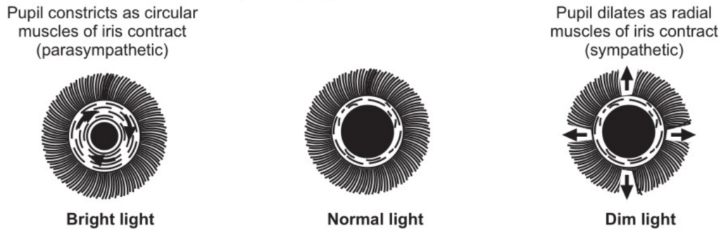 Anterior View of Responses of the Pupil to varying Brightness of Light