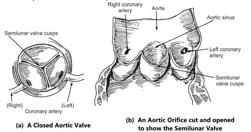 Aortic Valve 