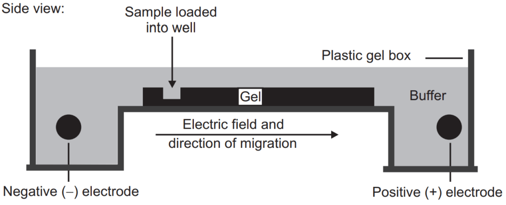 Diagrammatic representation of Gel electrophoresis 