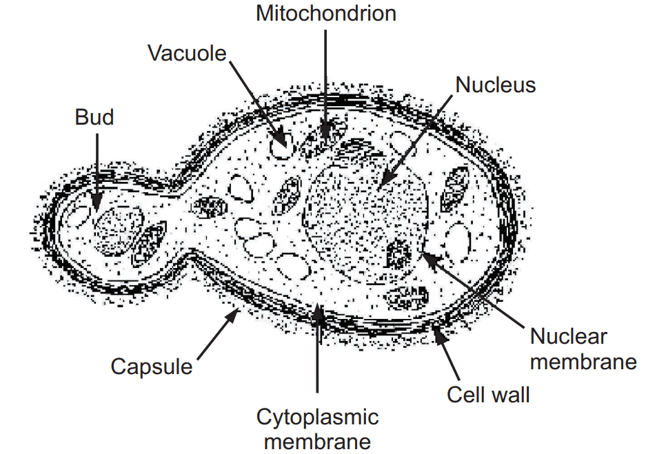 General structure of Yeast cell 