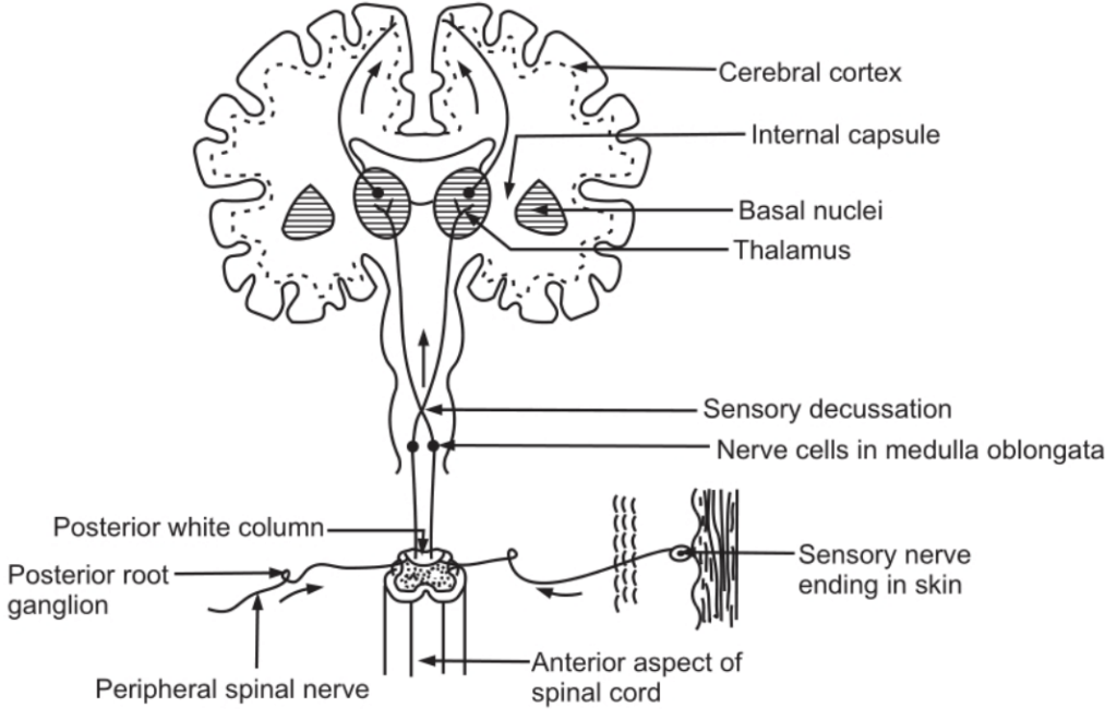 One of the Sensory Nerve Pathways from Skin to the Cerebrum
