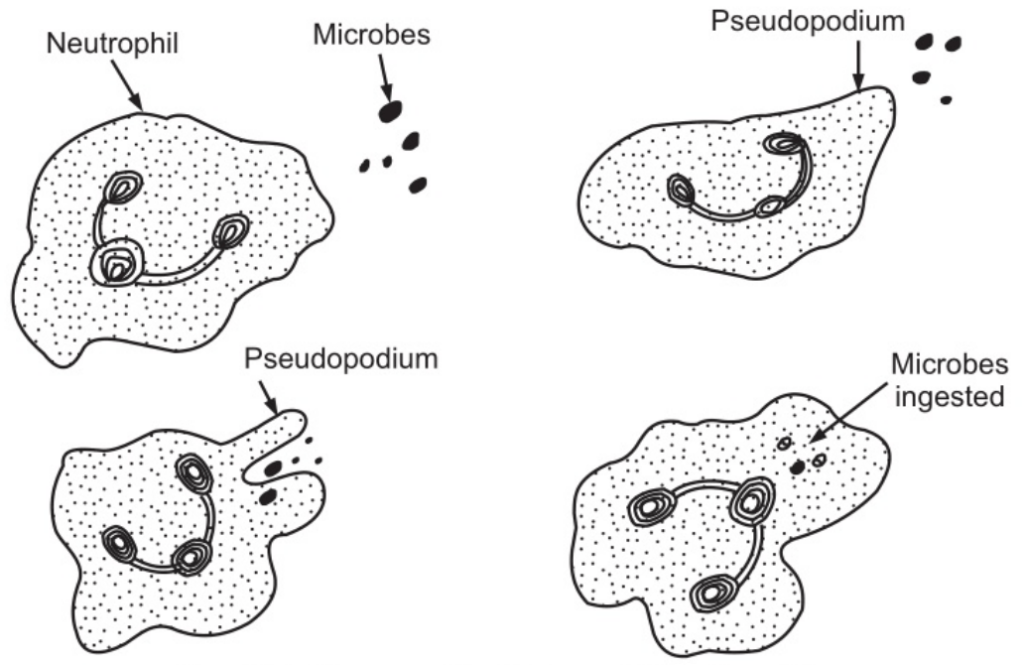 Phagocytic Action of Neutrophils