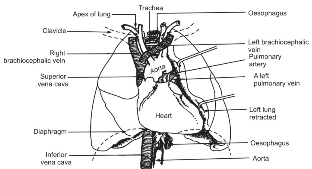 Organ Associated With the Heart