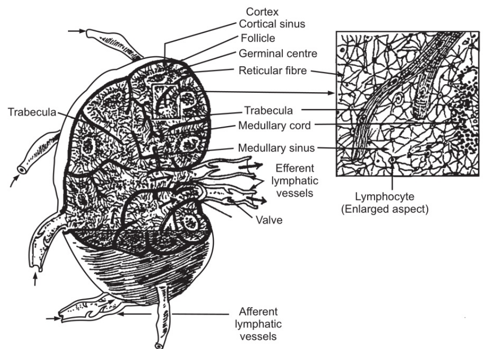 Section of lymph nodes