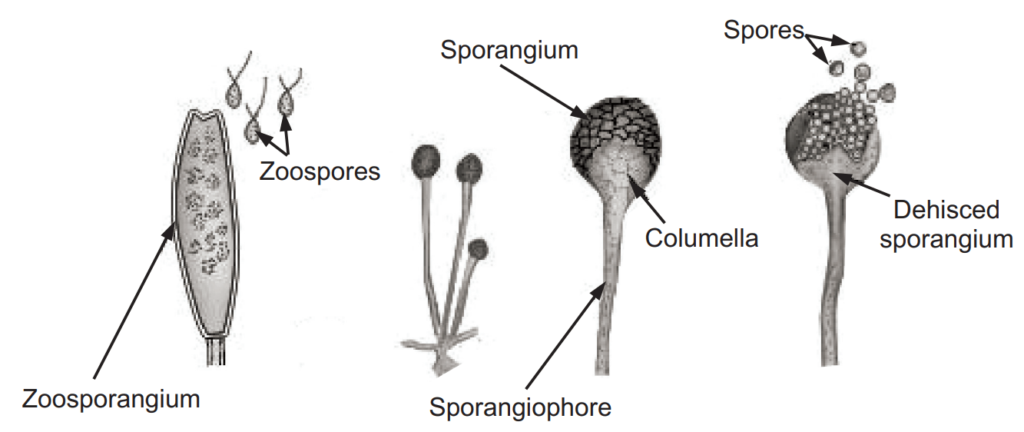 Spores and zoosporangia 