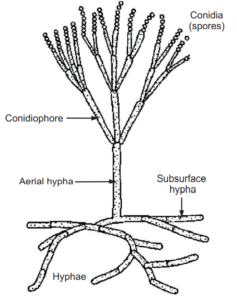 Classification of Fungi - Pharmacy Scope