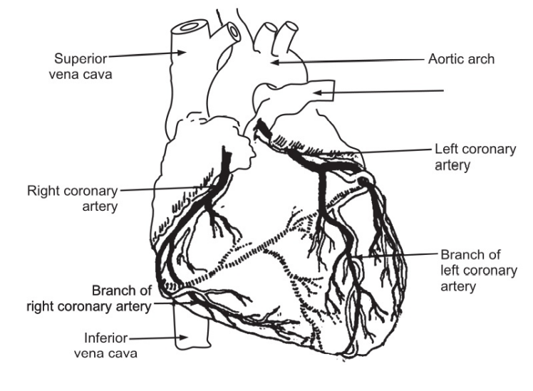 The Coronary Arteries