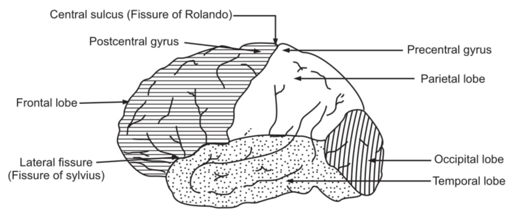 The Lobes and Sulci of the Cerebrum