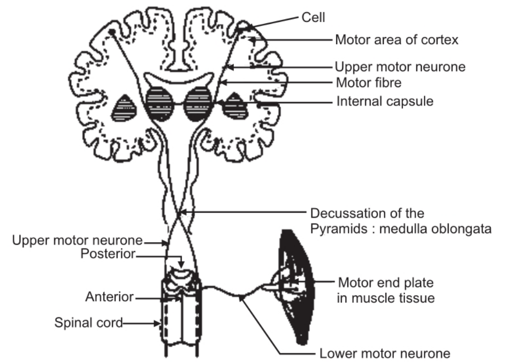 The Motor Nerve Pathways: Upper and Lower Neurones