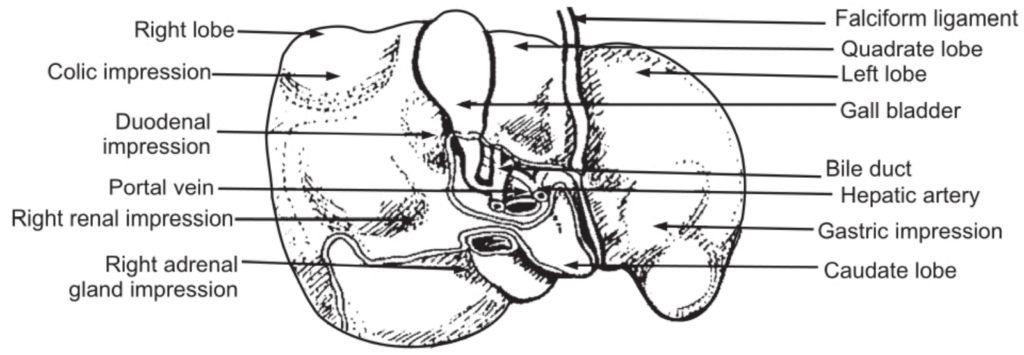 The Posterior View of Liver