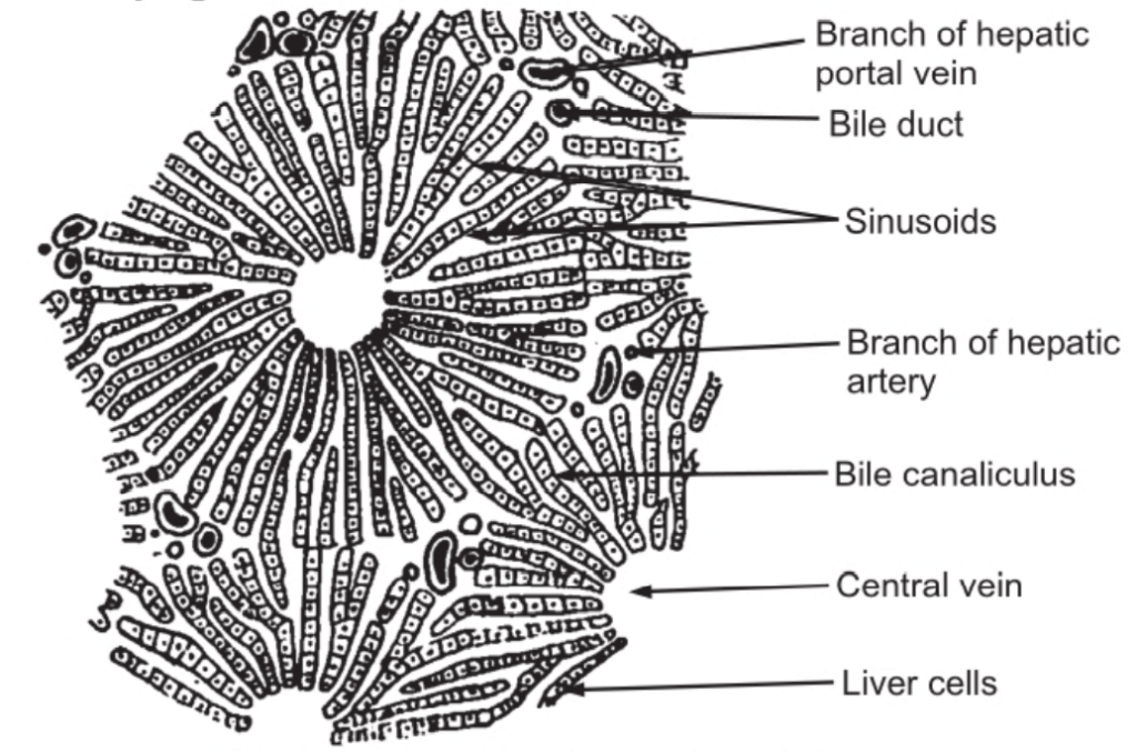 Transverse Section of Liver Lobules