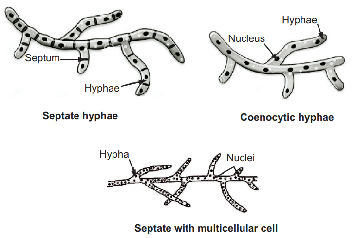 Various types of Hyphae 