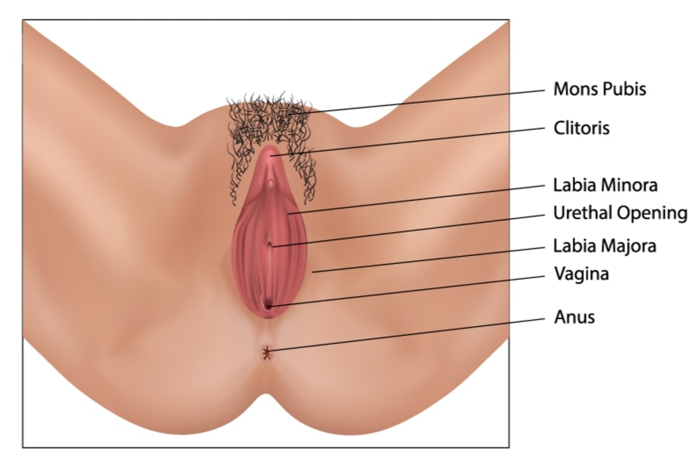 Anatomy of Vulva