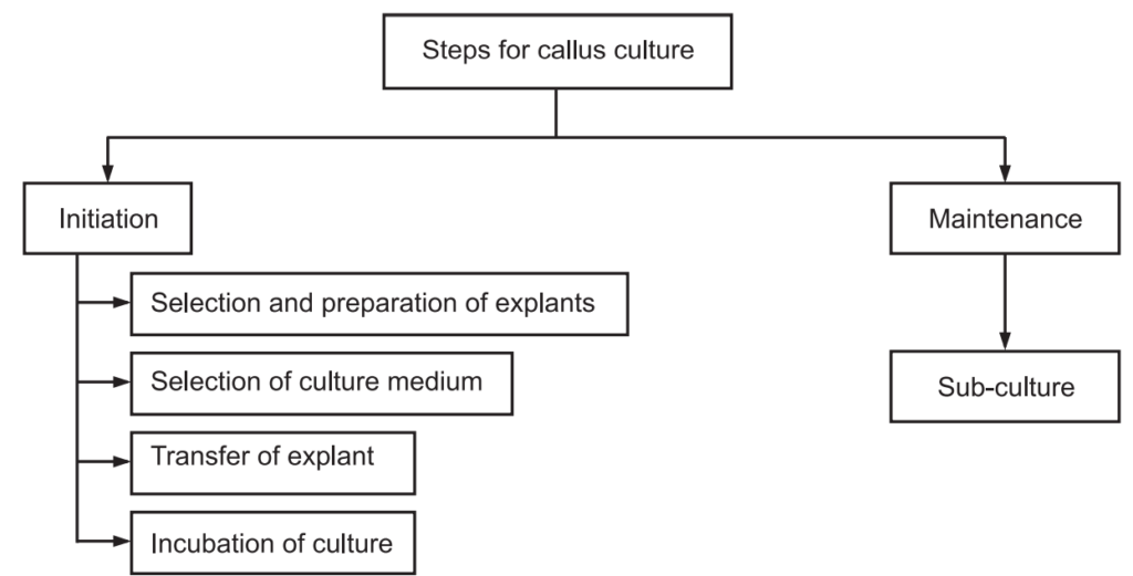 Callus culture