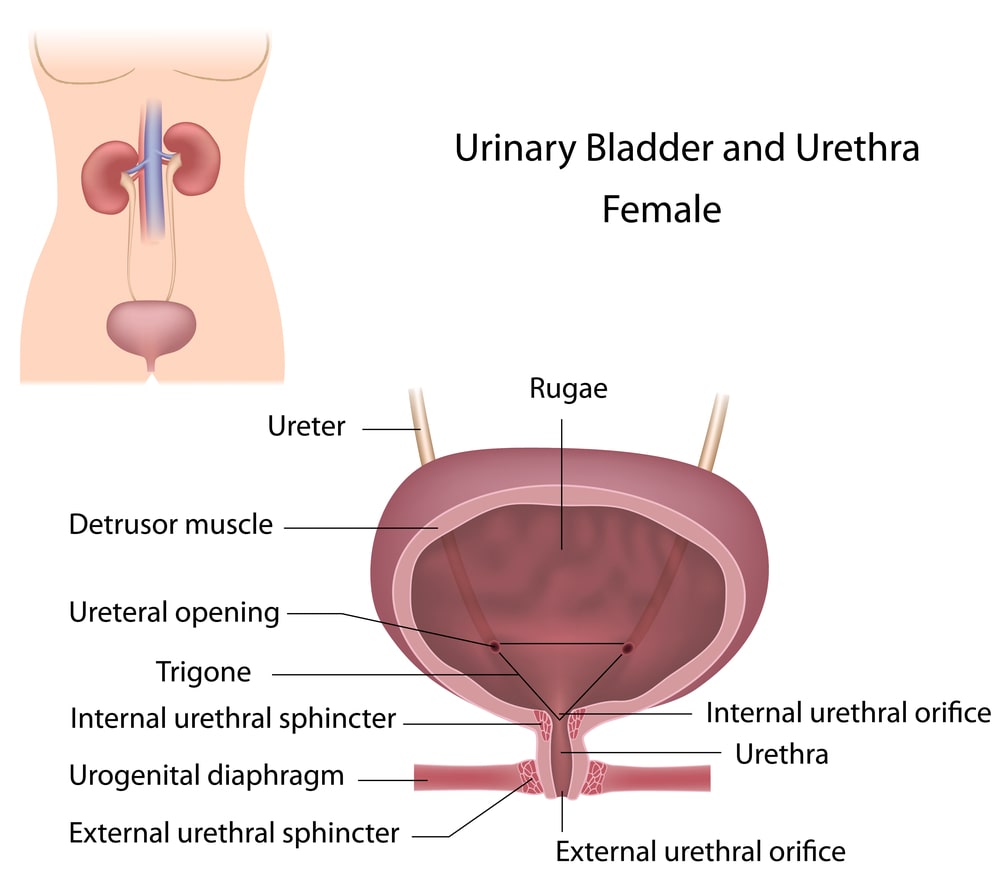 Coronal section showing urinary bladder and urethra in female