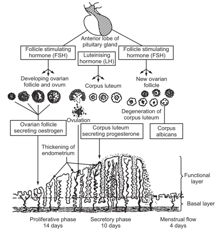 Diagram showing the endometrium at the various stages of the menstrual cycle and associated hormones