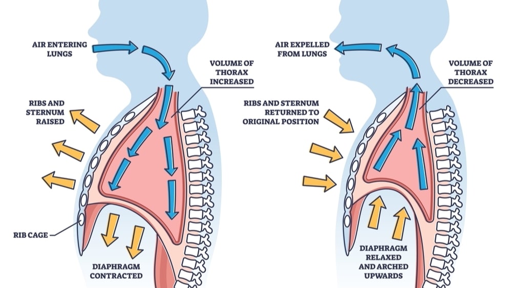 Explain the mechanism of Breathing
