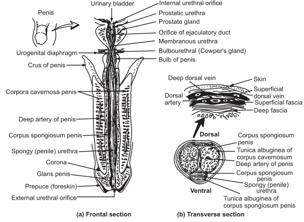 Internal structure of the penis