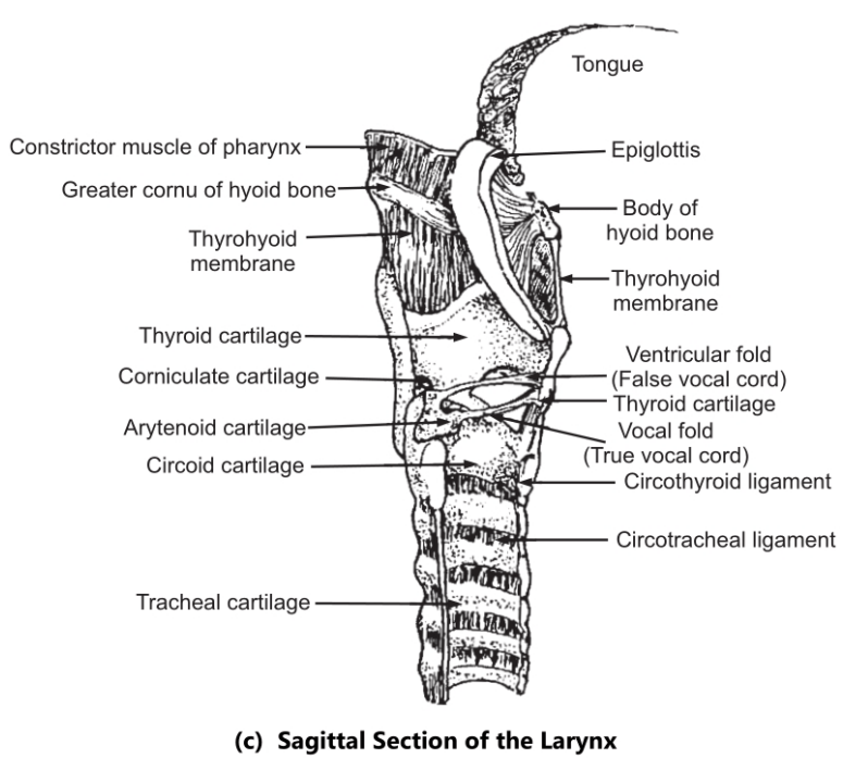  Larynx