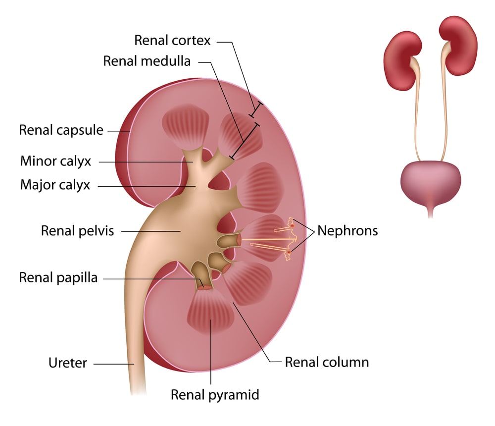 Longitudinal Section of a Kidney