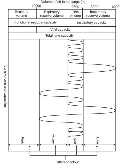 Lung volumes and capacities