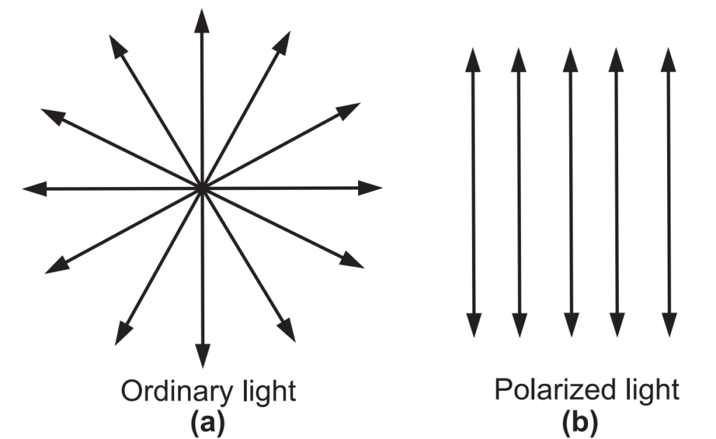 Ordinary and polarized light 