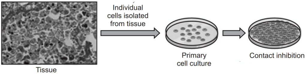 Primary cell culture 