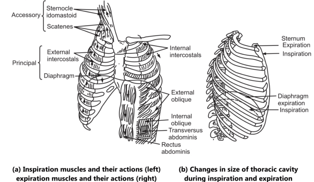 Pulmonary ventilating. Muscles of inspiration and expiration