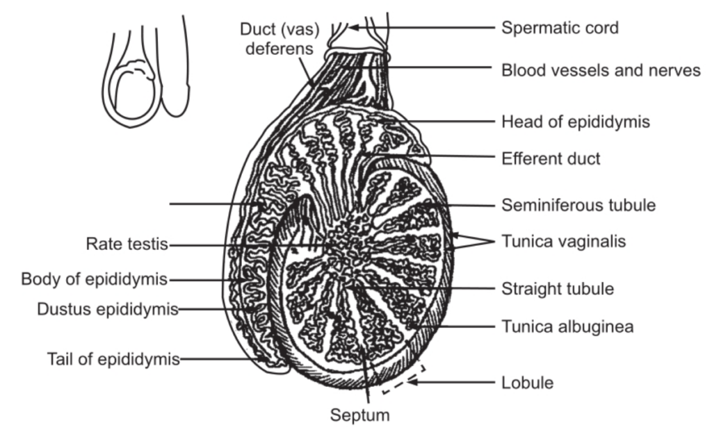 Saggital section of a testis showing the arrangement of seminiferous tubules