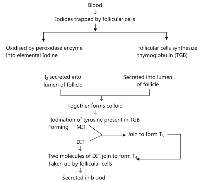 Steps Involved in Synthesis of Thyroid Hormones
