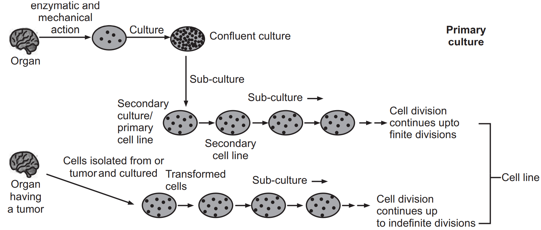 General Procedure for Cell Culture - Pharmacy Scope