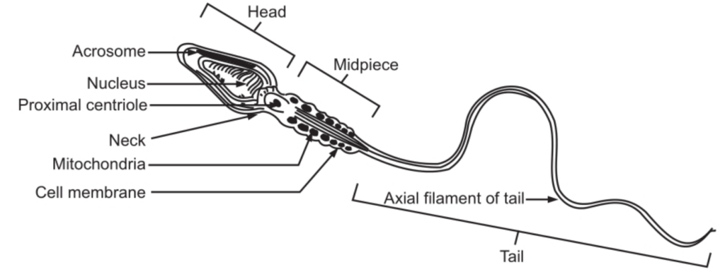 Structure of a sperm cell (Spermatozoon)
