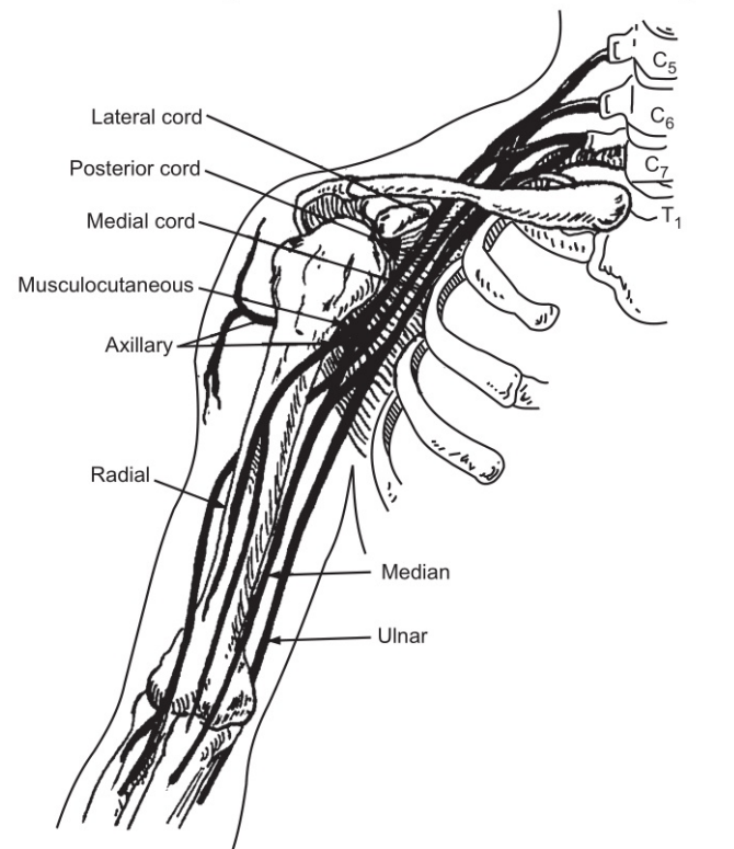 The brachial plexus and the Nerves of the upper limb