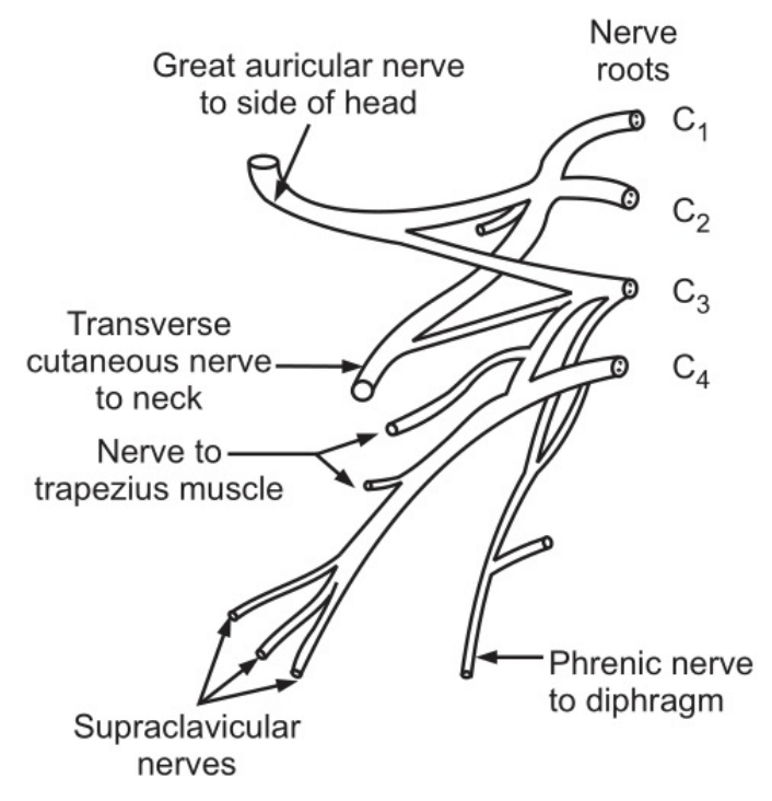 The cervical plexus