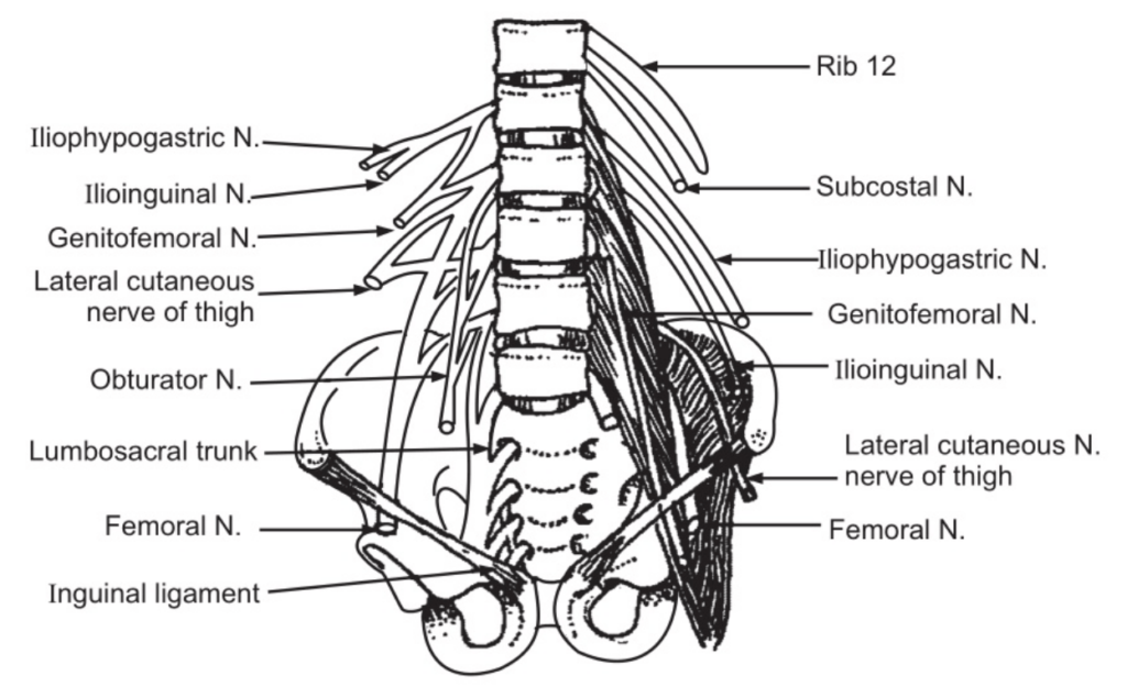 The lumbar plexus