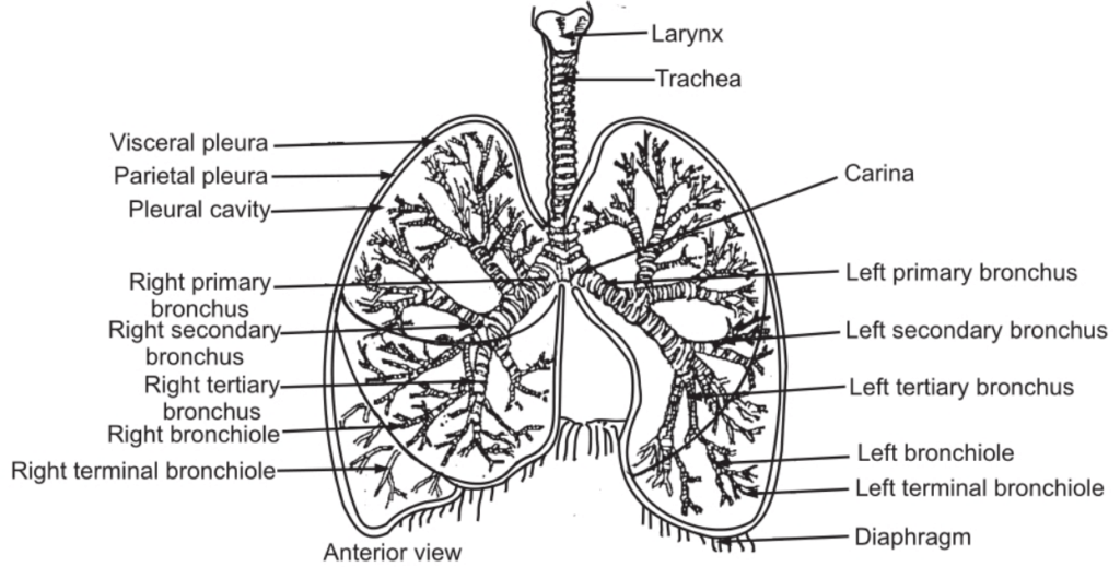 The trachea, bronchi and lungs